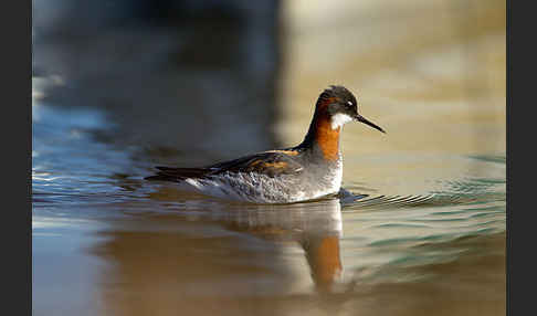 Odinshühnchen (Phalaropus lobatus)