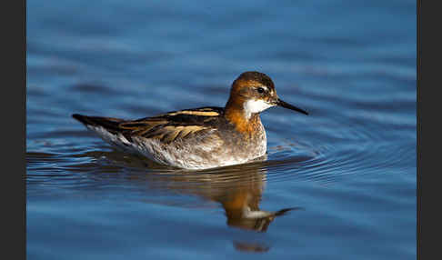 Odinshühnchen (Phalaropus lobatus)