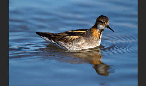 Odinshühnchen (Phalaropus lobatus)