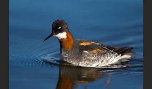 Odinshühnchen (Phalaropus lobatus)