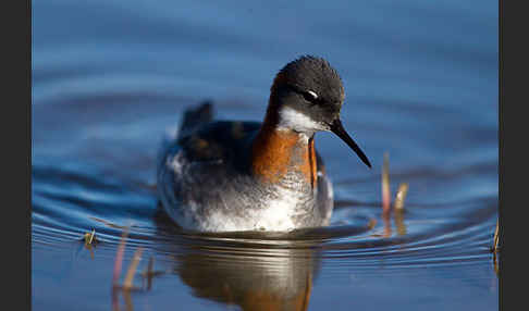 Odinshühnchen (Phalaropus lobatus)