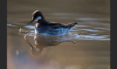 Odinshühnchen (Phalaropus lobatus)