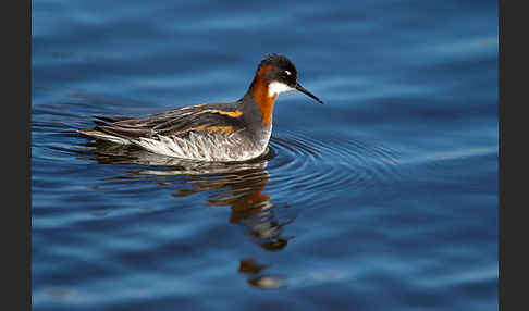 Odinshühnchen (Phalaropus lobatus)