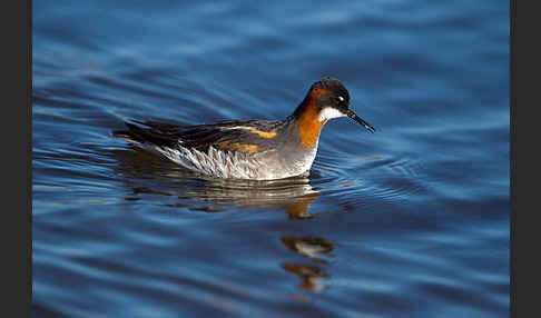 Odinshühnchen (Phalaropus lobatus)