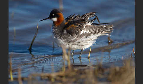 Odinshühnchen (Phalaropus lobatus)