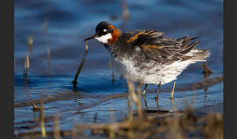 Odinshühnchen (Phalaropus lobatus)