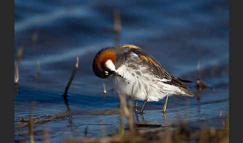 Odinshühnchen (Phalaropus lobatus)