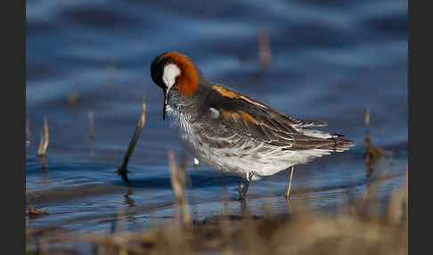 Odinshühnchen (Phalaropus lobatus)