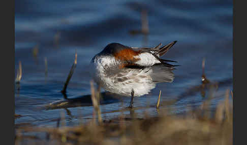 Odinshühnchen (Phalaropus lobatus)