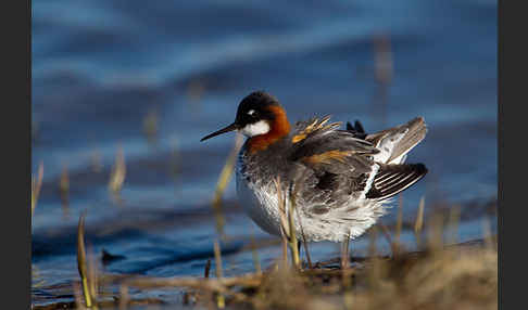 Odinshühnchen (Phalaropus lobatus)