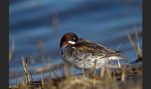 Odinshühnchen (Phalaropus lobatus)