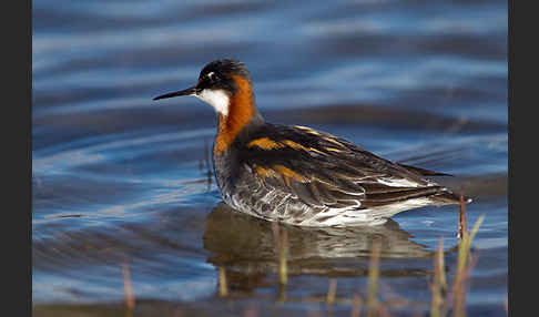 Odinshühnchen (Phalaropus lobatus)