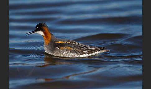 Odinshühnchen (Phalaropus lobatus)