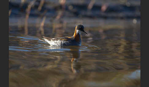 Odinshühnchen (Phalaropus lobatus)