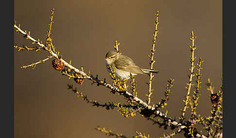 Fitislaubsänger (Phylloscopus trochilus)