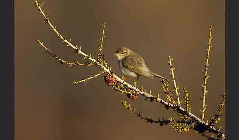 Fitislaubsänger (Phylloscopus trochilus)