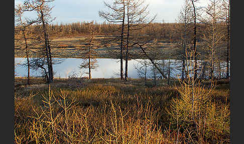 Sibirische Lärche (Larix sibirica)