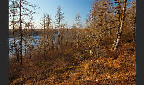 Sibirische Lärche (Larix sibirica)