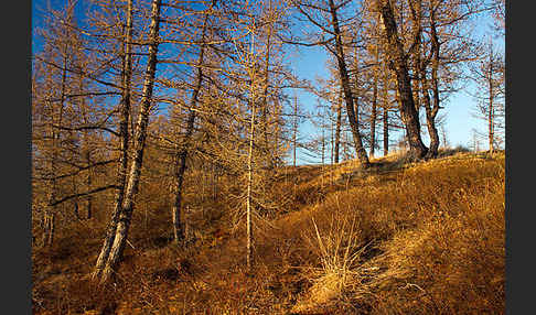 Sibirische Lärche (Larix sibirica)