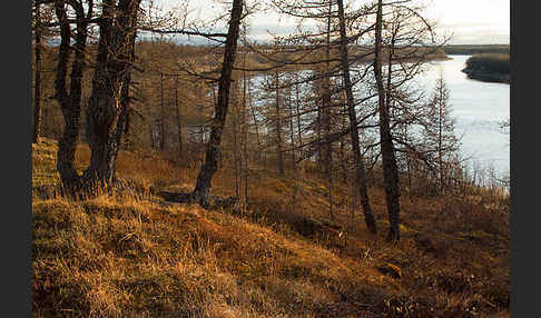 Sibirische Lärche (Larix sibirica)