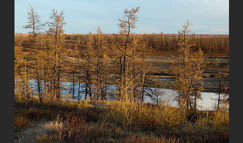 Sibirische Lärche (Larix sibirica)