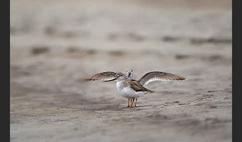 Terekwasserläufer (Xenus cinereus)