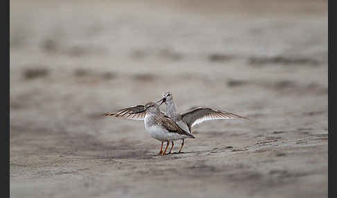 Terekwasserläufer (Xenus cinereus)