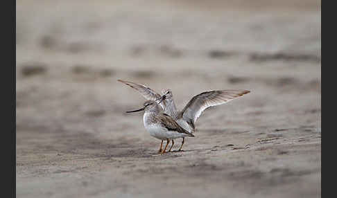 Terekwasserläufer (Xenus cinereus)