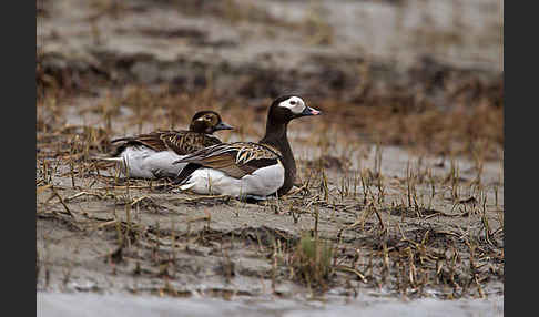 Eisente (Clangula hyemalis)