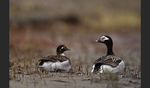 Eisente (Clangula hyemalis)