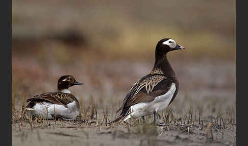 Eisente (Clangula hyemalis)