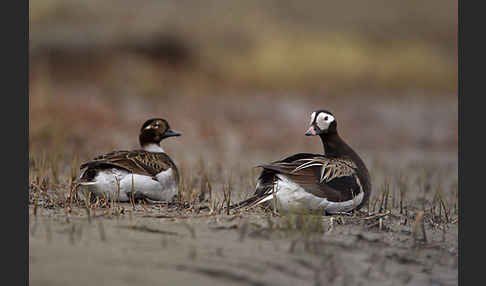 Eisente (Clangula hyemalis)