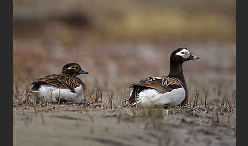 Eisente (Clangula hyemalis)