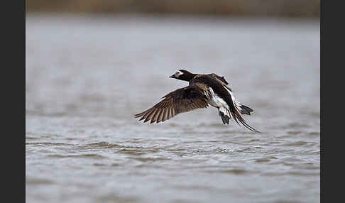 Eisente (Clangula hyemalis)