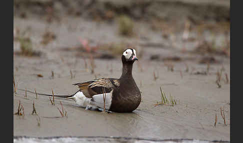 Eisente (Clangula hyemalis)