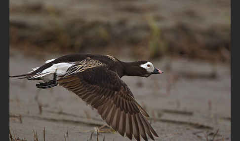 Eisente (Clangula hyemalis)