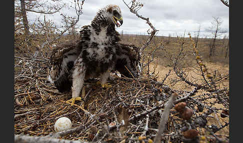 Steinadler (Aquila chrysaetos)