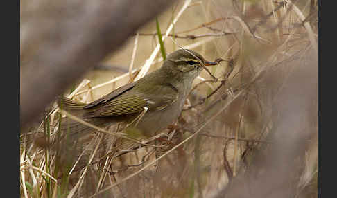 Wanderlaubsänger (Phylloscopus borealis)