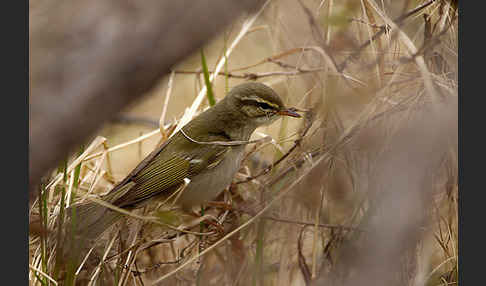 Wanderlaubsänger (Phylloscopus borealis)