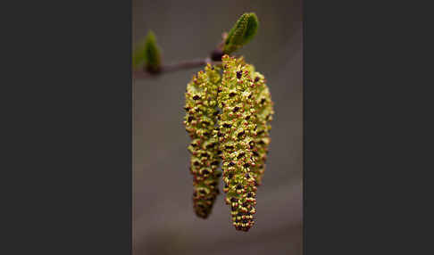 Grün-Erle (Alnus fruticosa)