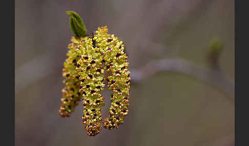 Grün-Erle (Alnus fruticosa)