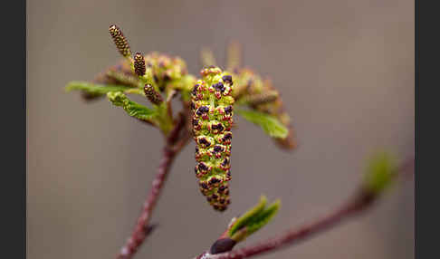 Grün-Erle (Alnus fruticosa)