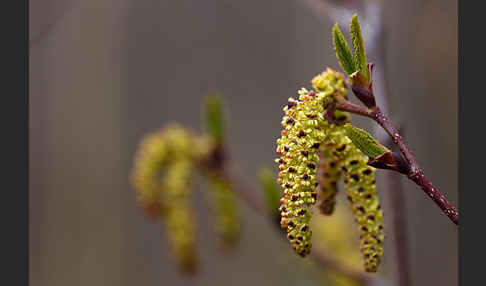 Grün-Erle (Alnus fruticosa)