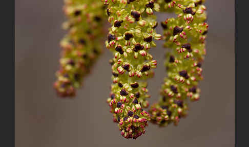 Grün-Erle (Alnus fruticosa)