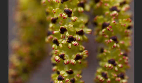 Grün-Erle (Alnus fruticosa)