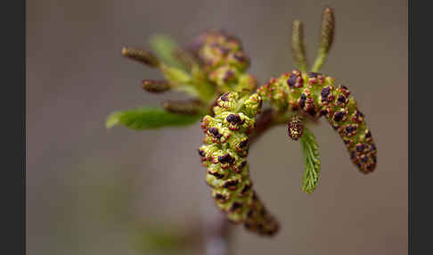 Grün-Erle (Alnus fruticosa)