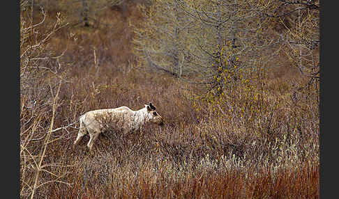 Rentier (Rangifer tarandus)