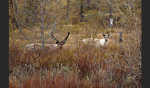 Rentier (Rangifer tarandus)