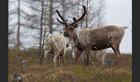 Rentier (Rangifer tarandus)