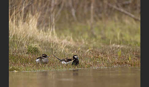 Eisente (Clangula hyemalis)